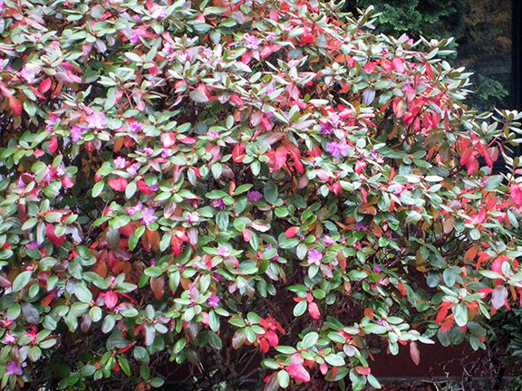 Fall Rhododendron Bloom Hyannis Garden