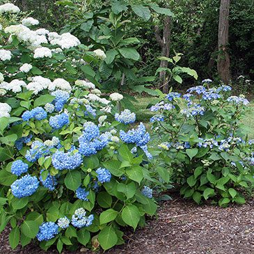 Image of Forever hydrangea row of bushes