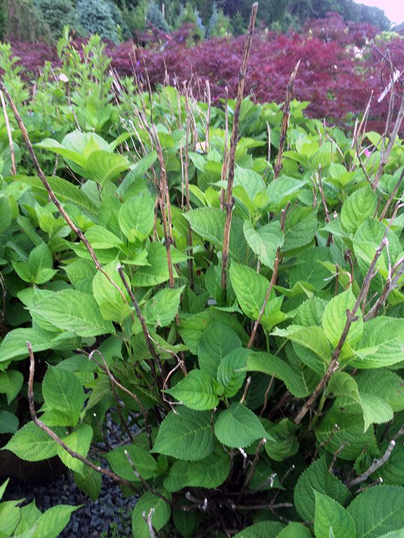 It's never to early or late to cut out deadwood! If you still have the bare canes on hydrangeas, there is no time like the present to prune them out.