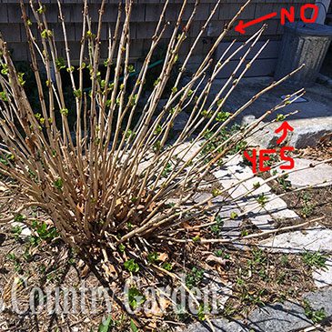Pruning Hydrangeas After Winter Damage Hyannis Country Garden,What Canadian Coins Are Worth Money