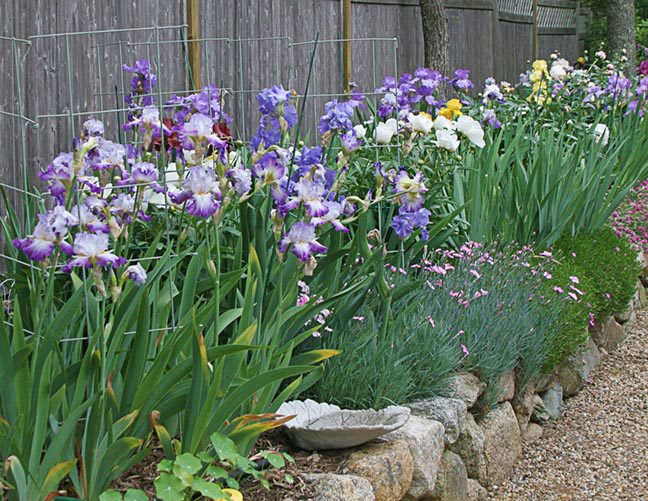 Iris Planting Soil Guide - Optimal Soil Conditions For Iris Flower Growth & Care