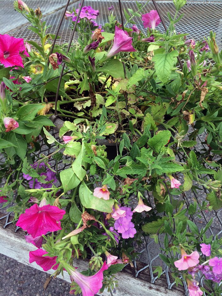 This basket shows the typical early-July look from the stresses of the season.