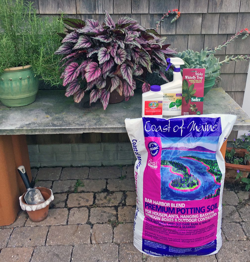 Here are some of the plants that are coming into my house, and some of the products in my "success kit" for making the transition go smoothly.