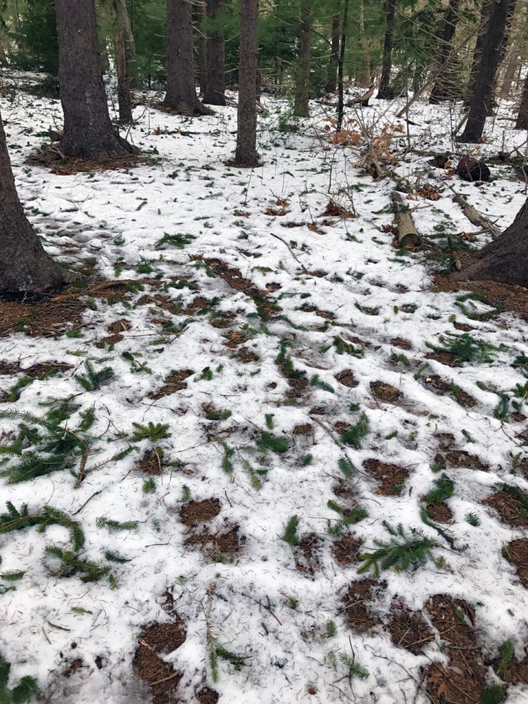 The forest floor at Scorton Creek is carpeted with nature's pruning job. These high-nitrogen needle tips will provide nutrients for the trees they came off of. And the branches that were "pruned" by Mother Nature will double their growth next year.