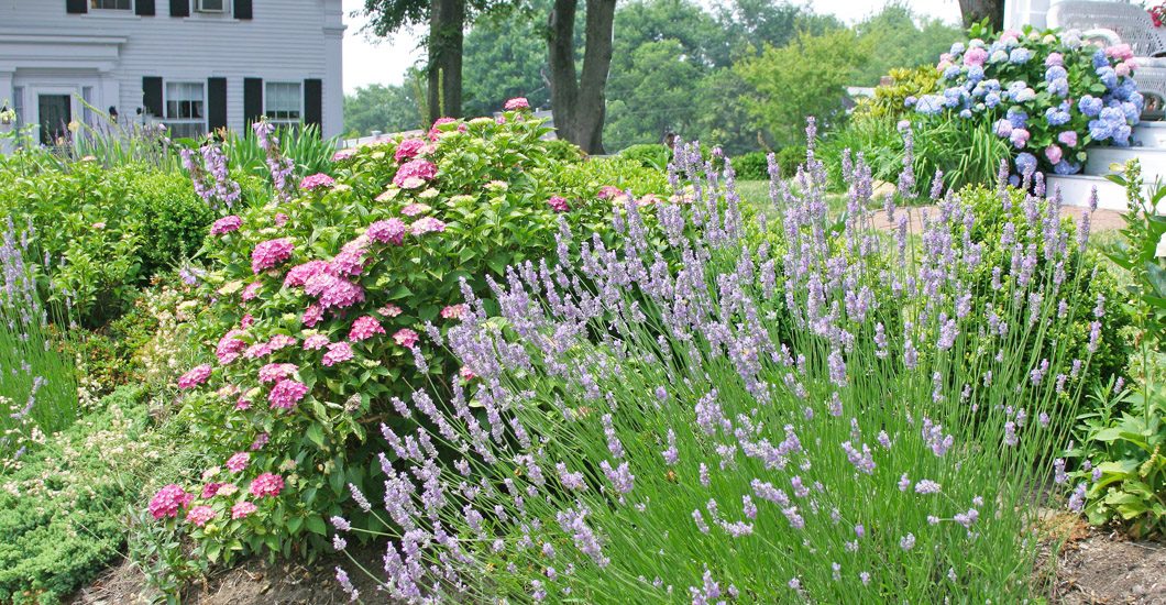 Best For Cape Cod Hyannis Country Garden, Cape Cod Landscaping Ideas