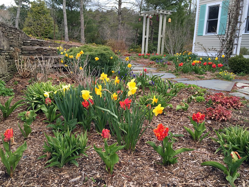 bulbs_april Hyannis Country Garden