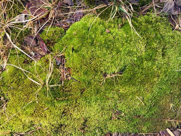 A Good Year For Moss - Hyannis Country Garden