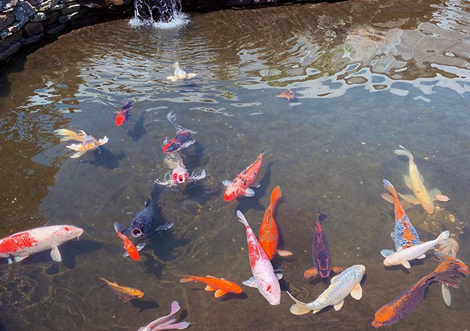 When people approach the pond at Hyannis Country Garden the koi think they will be fed and many of them open their mouths so that they look as if they are singing!