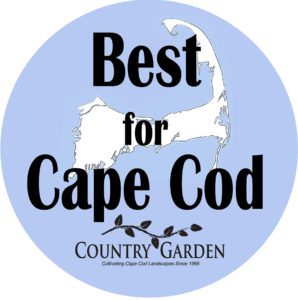best_cape_cod 2020