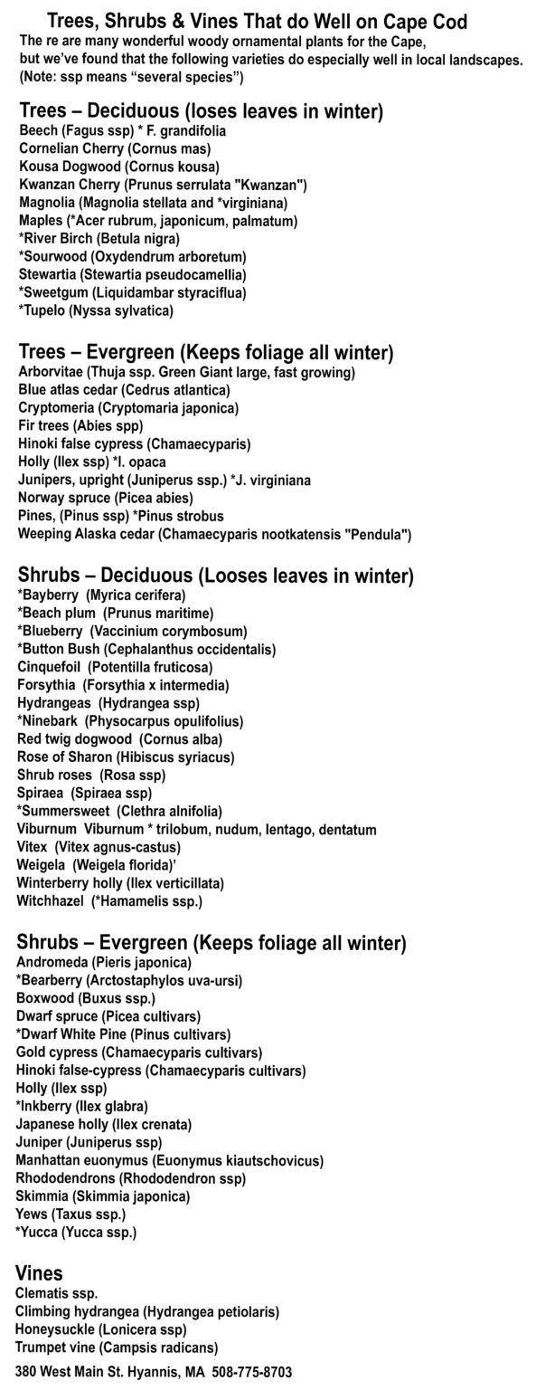 Trees and Shrubs for Cape Codtrees shrubs - Hyannis Country Garden