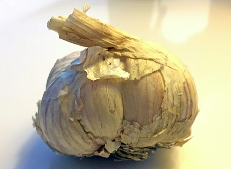 How To Plant Garlic Hyannis Country Garden