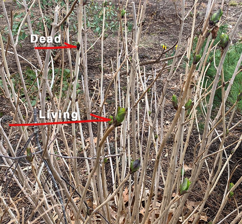 Image of Hydrangea buds in winter