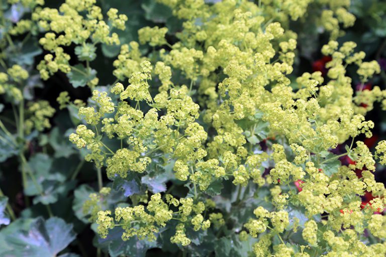 5 Great Perennials For Sunny Cape Cod Gardens Hyannis Country Garden