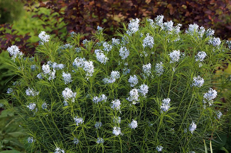 Pale blue flowers on Amsonia hubrichtii with fine, green foliage.