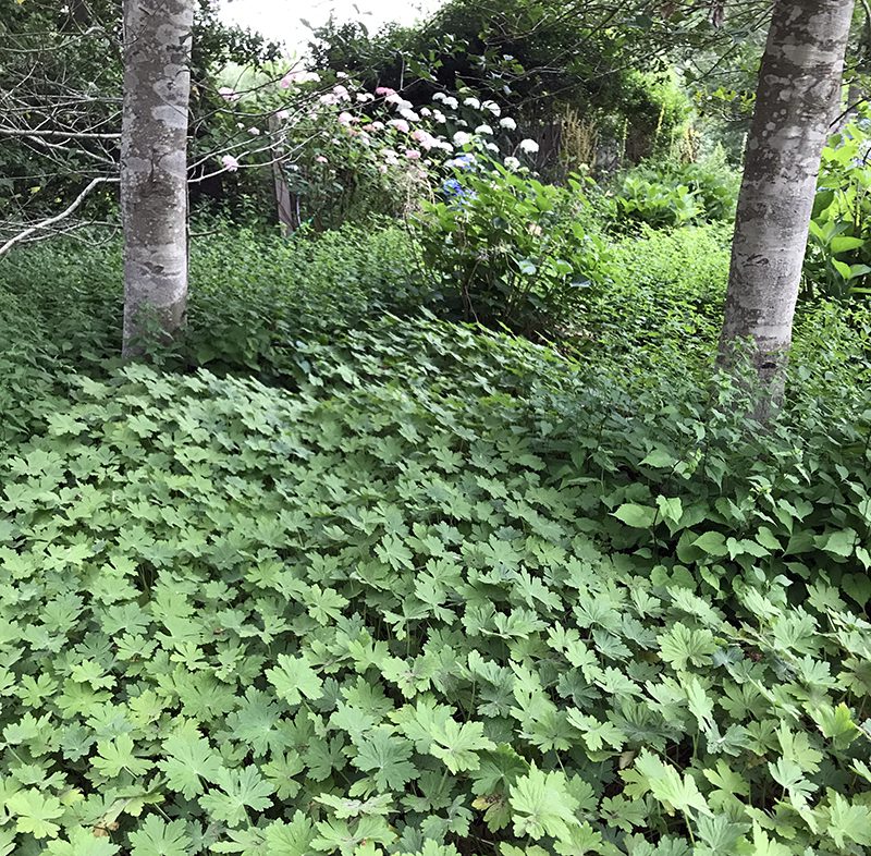 Geranium macrorrhizum is pictured as a ground cover plant that doesn't allow weeds to grow in and among it.