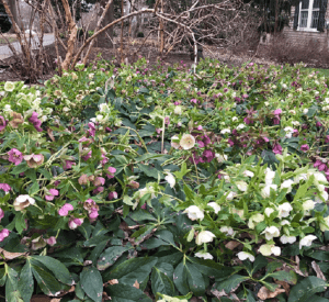 a big bed of hellebores where they have self-seeded.