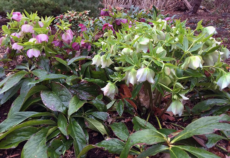 5 Great Shade Perennials For Cape Cod Hyannis Country Garden