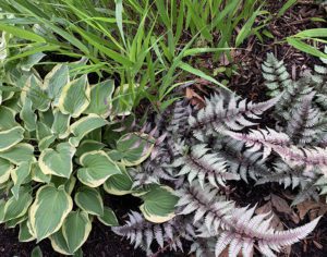 Japanese painted fern has silver, purple and pink in the leaves.