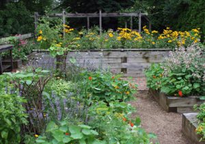 herbs and flowers growing in raised beds made of wood