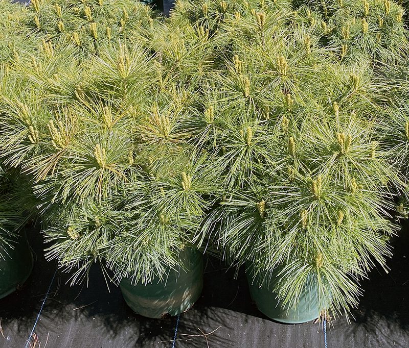 Top 10+ Best low maintenance foundation plants 8 14 Fantastic Shrubs for Foundation Plantings