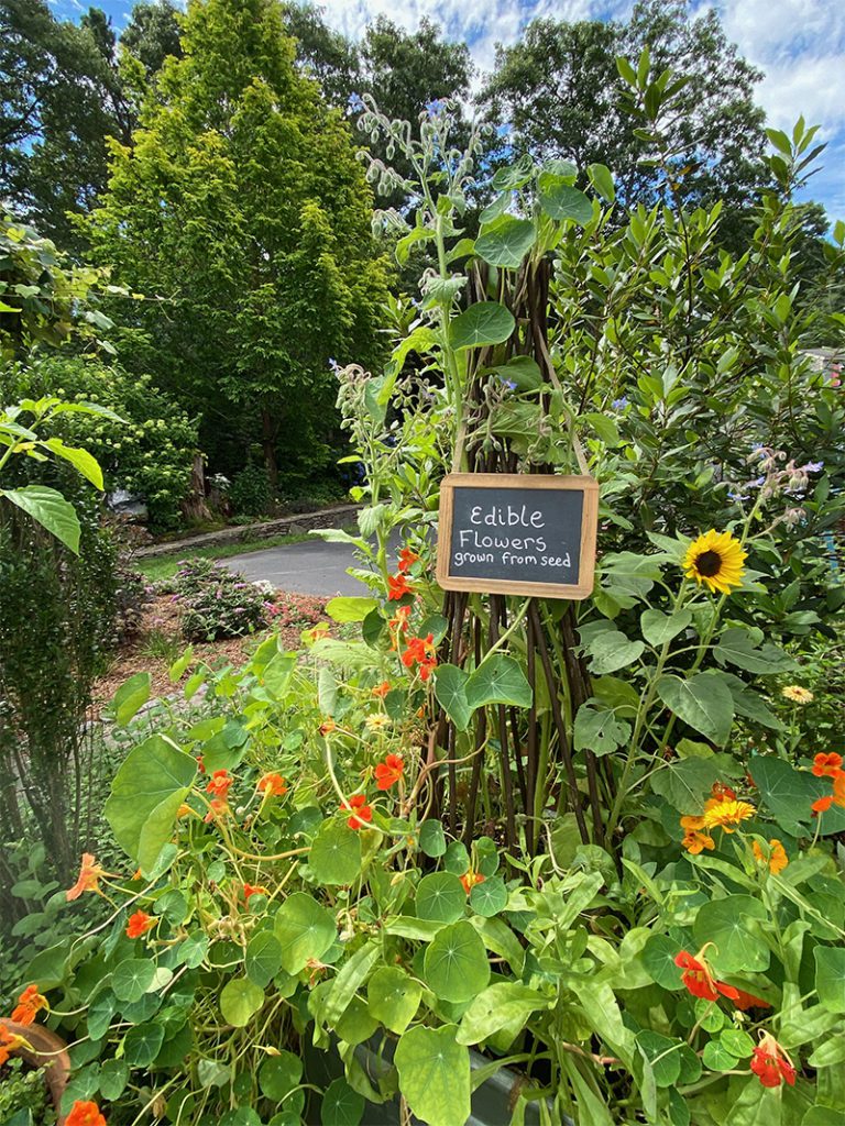 Growing Edible Flowers - Hyannis Country Garden