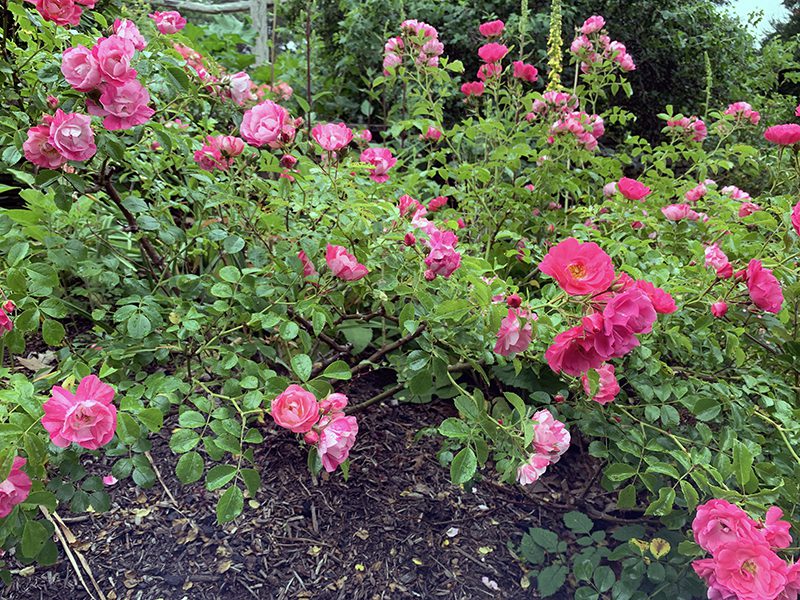 Grow A Rose Garden - Hyannis Country Garden