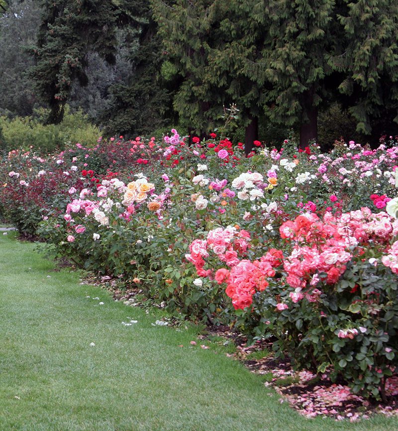 Roses Archives - Hyannis Country Garden