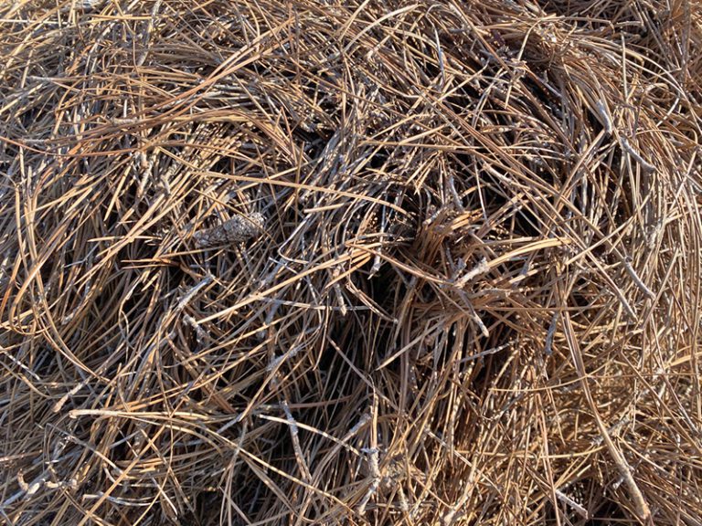 pine needle mulch Hyannis Country Garden