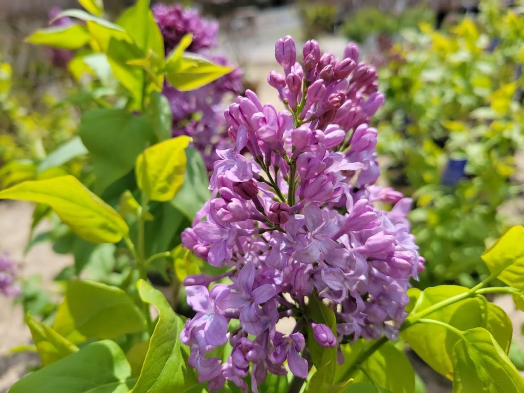 Lilac close up Hyannis Country Garden