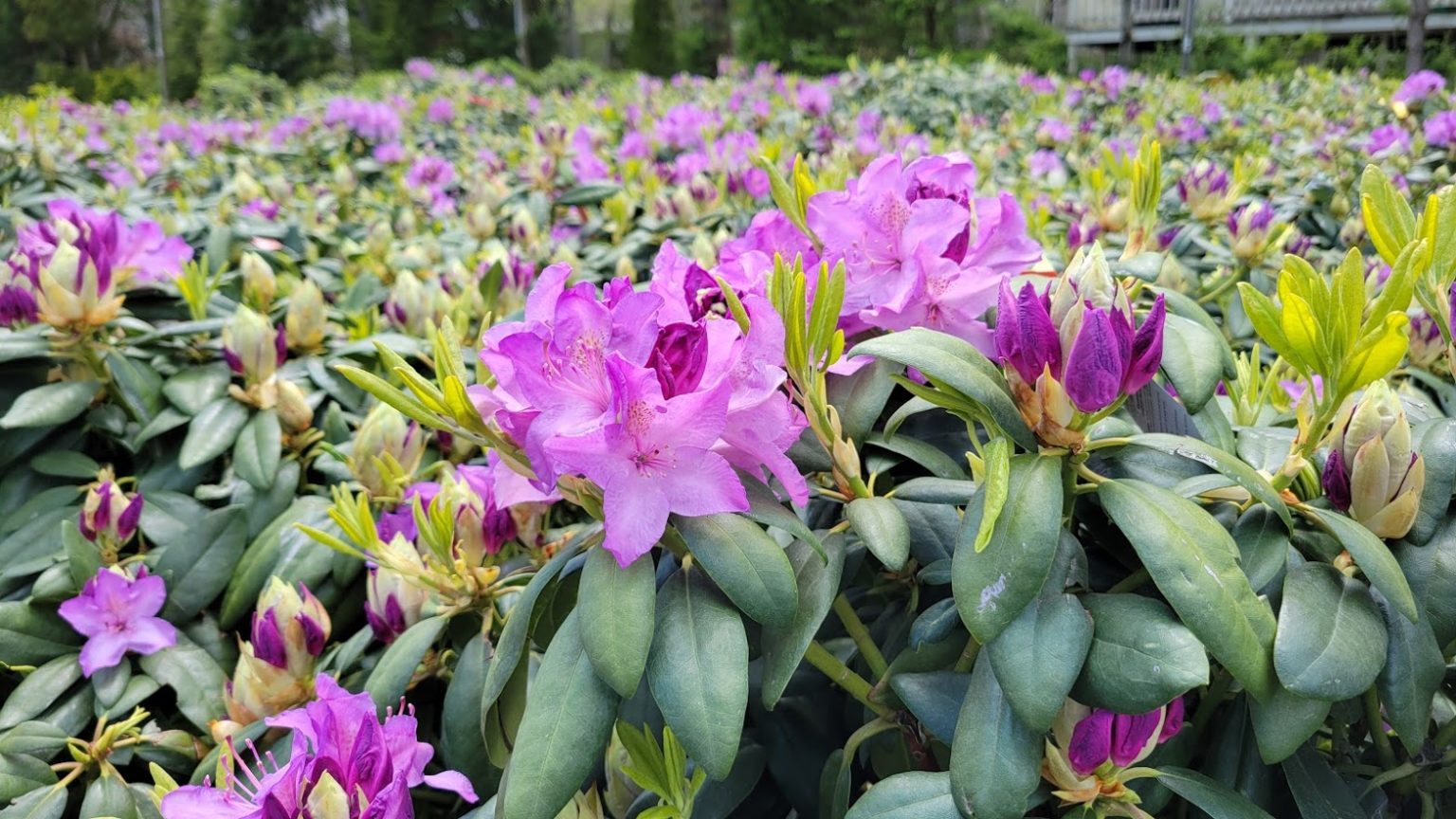 Rhododendron Hyannis Country Garden