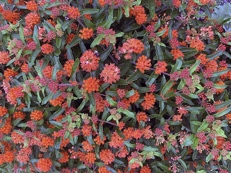 Butterfly weed, Asclepias tuberosa, is drought tolerant. Plant it where you don't water frequently.