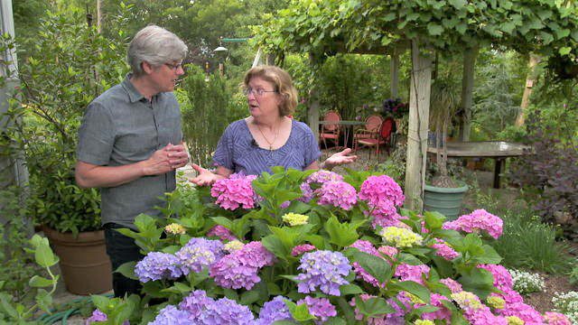 hydrangea-pink-and-blue mo rocca and cl edit