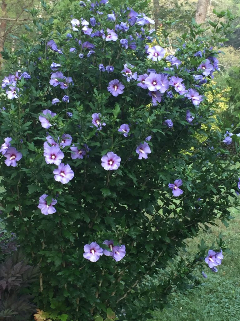 Pruning Rose of Sharon - Hyannis Country Garden