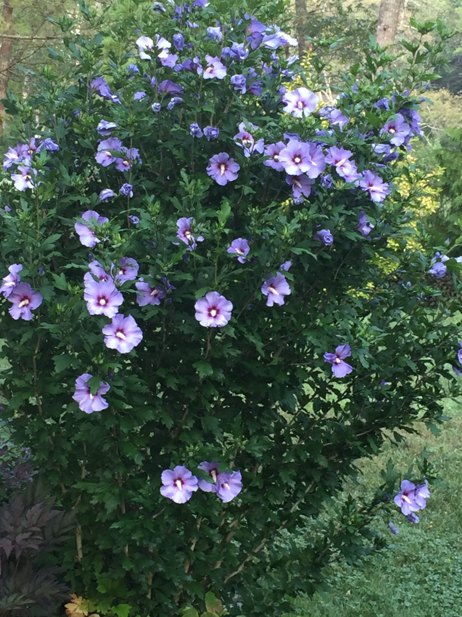 Image of Rose of Sharon flowering shrub