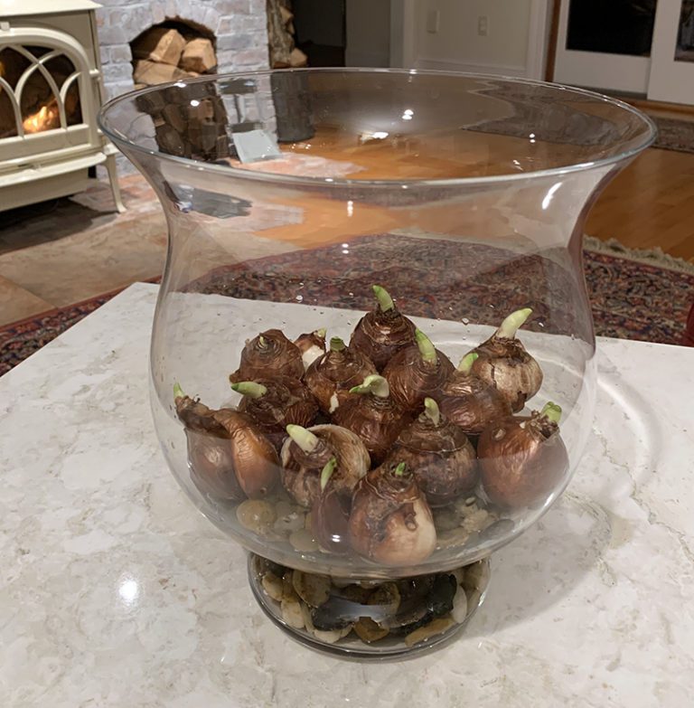 Paperwhites! Growing Narcissus Indoors. Hyannis Country Garden