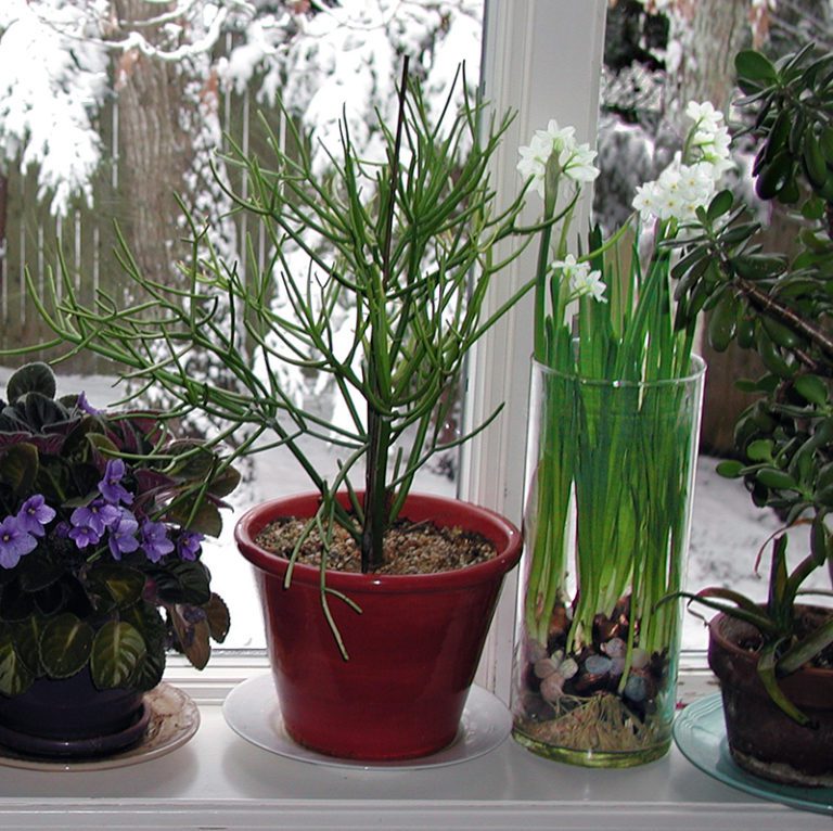 Paperwhites! Growing Narcissus Indoors. Hyannis Country Garden