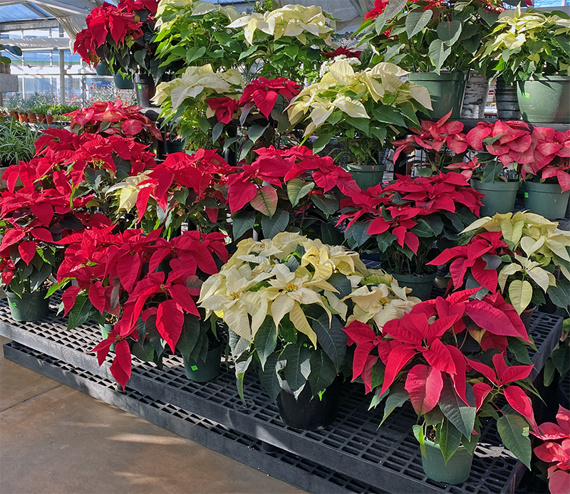 Poinsettia Plants: Save It Or Say Goodbye? - Hyannis Country Garden
