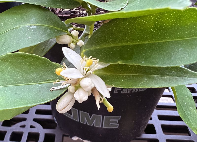 pollinating lime indoors