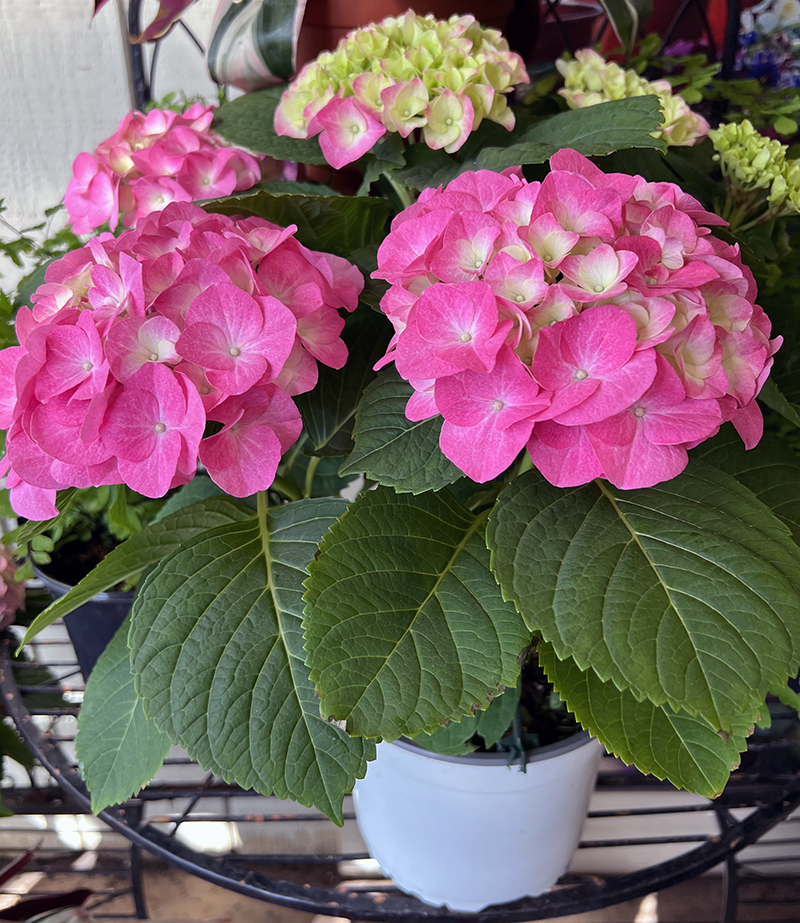 country garden nursery hyannis ma