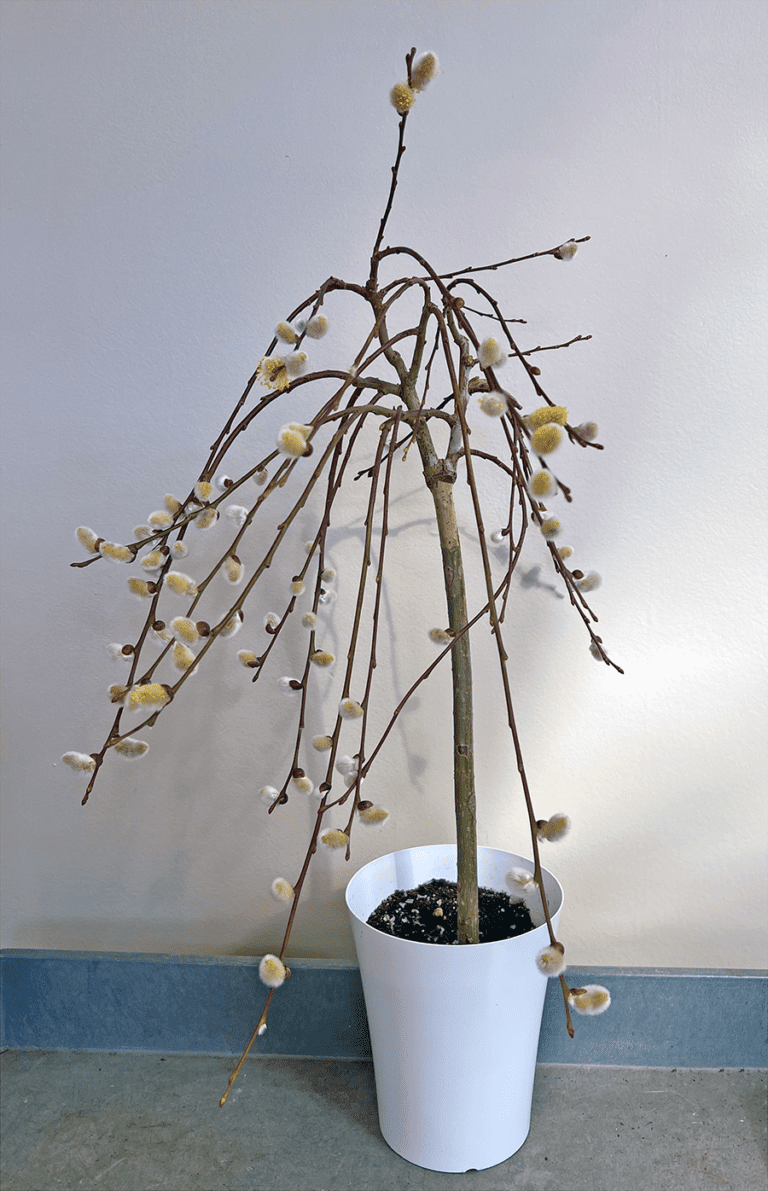 A Pussy Willow Tree Tale Hyannis Country Garden a-pussy-willow-tree-tale-hyannis-country-garden