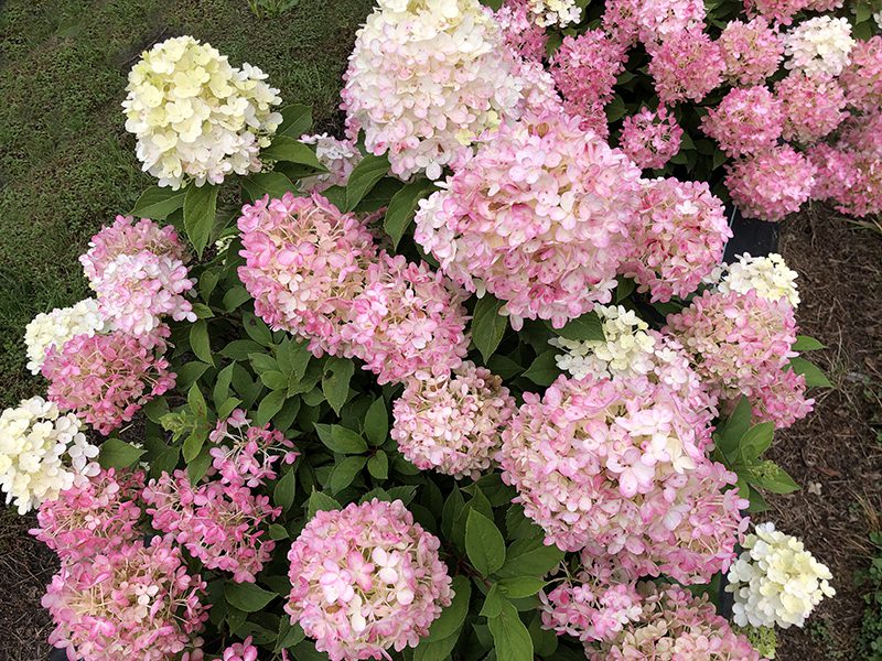 Spring Hydrangea Help - Hyannis Country Garden