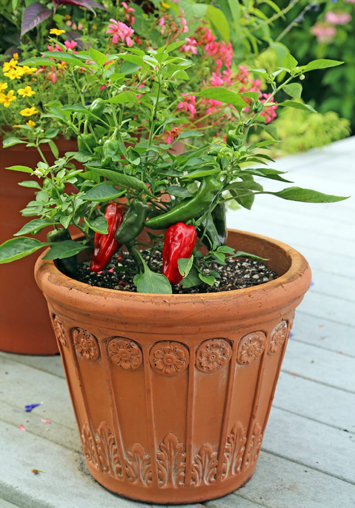 peppers in pots