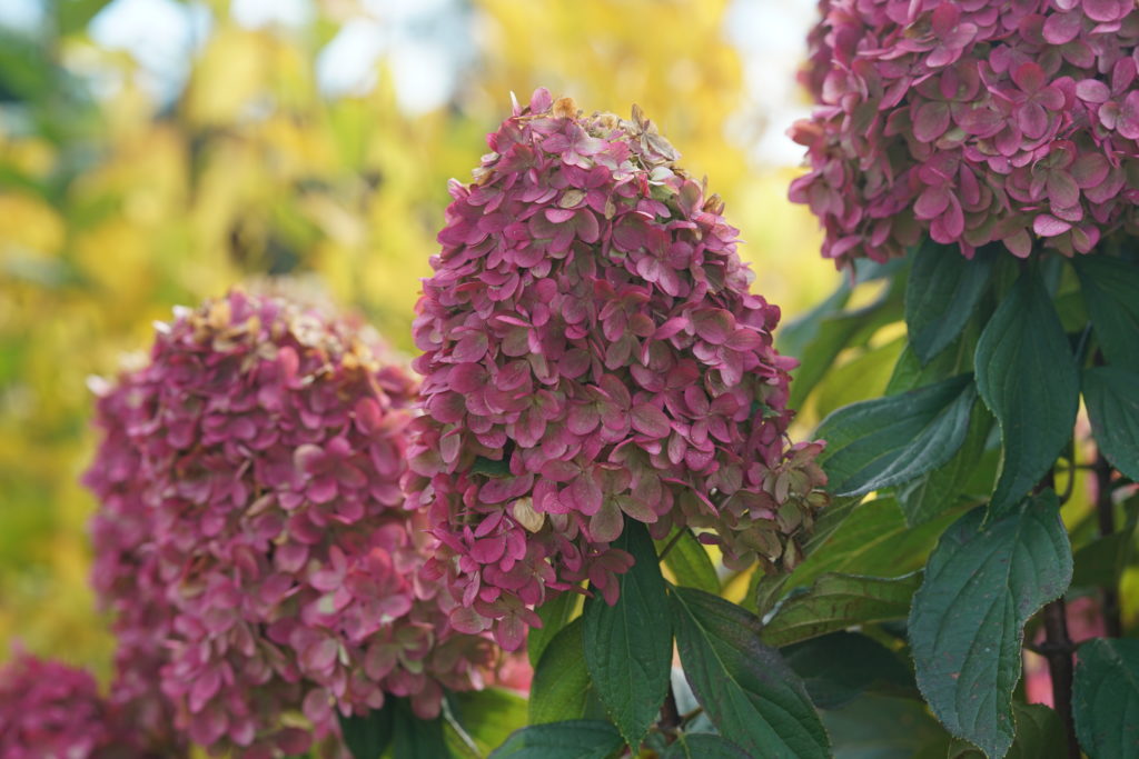 Spring Hydrangea Help - Hyannis Country Garden