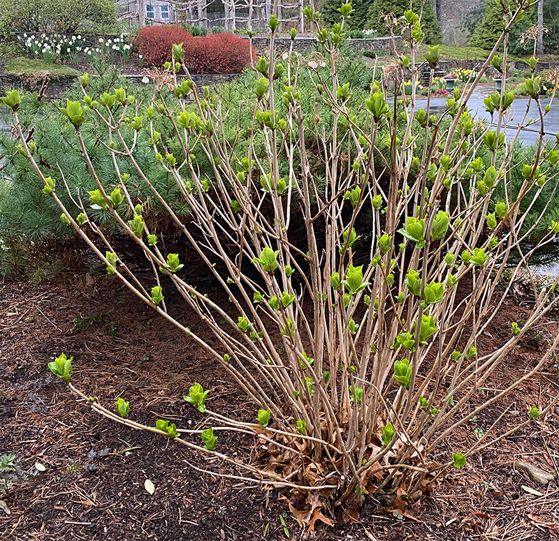 Here is a mophead Hydrangea that has been pruned. All dead canes were cut away, but any that had green leaves were left. Do not try and make this plant shorter - they replace their height in one summer, and you'll have fewer flowers.