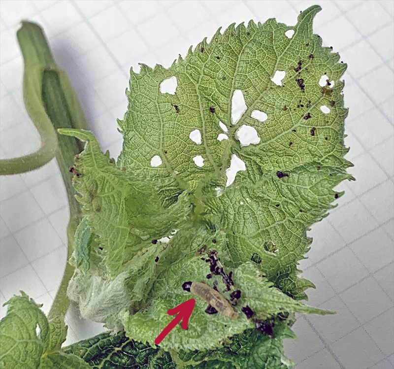 Hydrangea leaf clearance