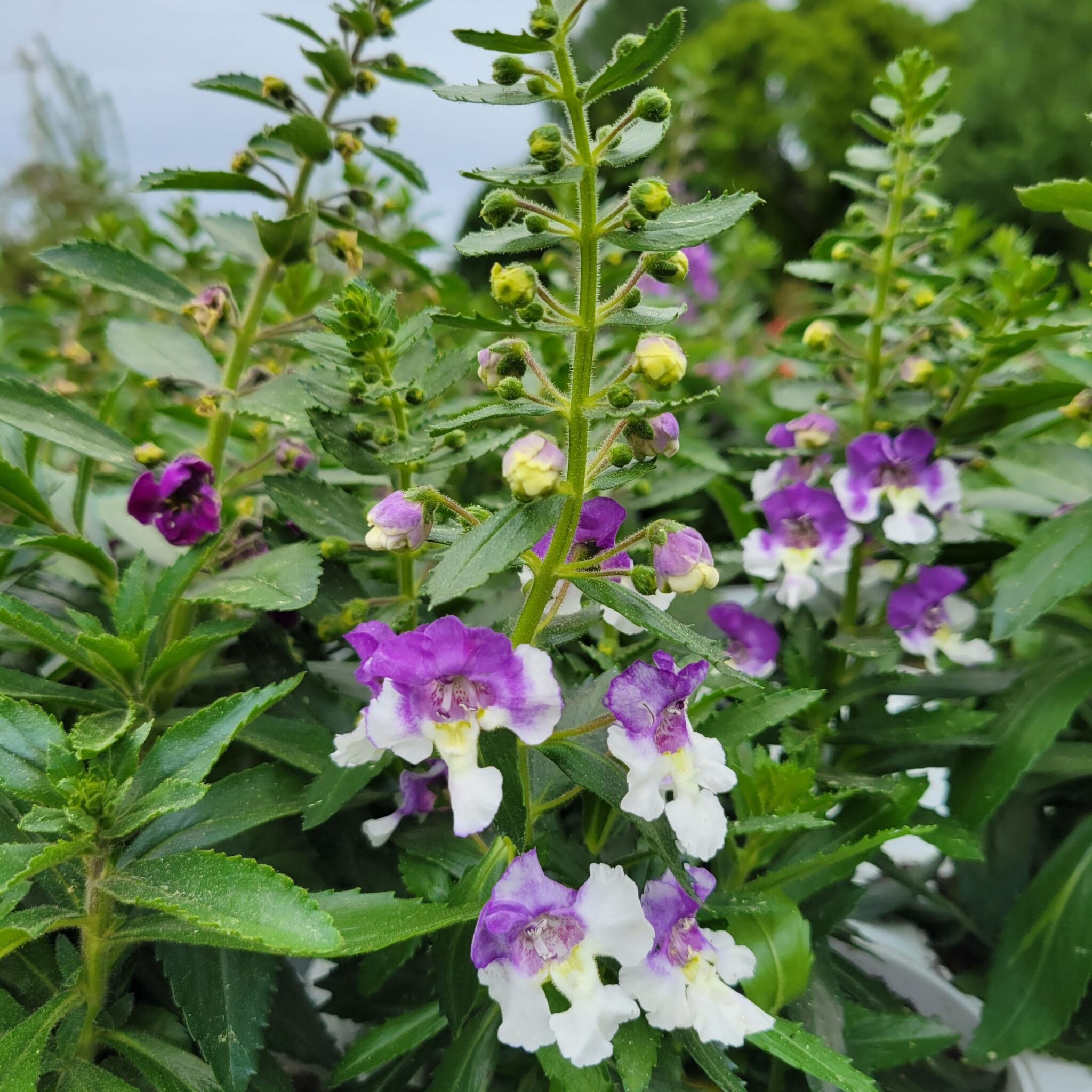 Angelonia