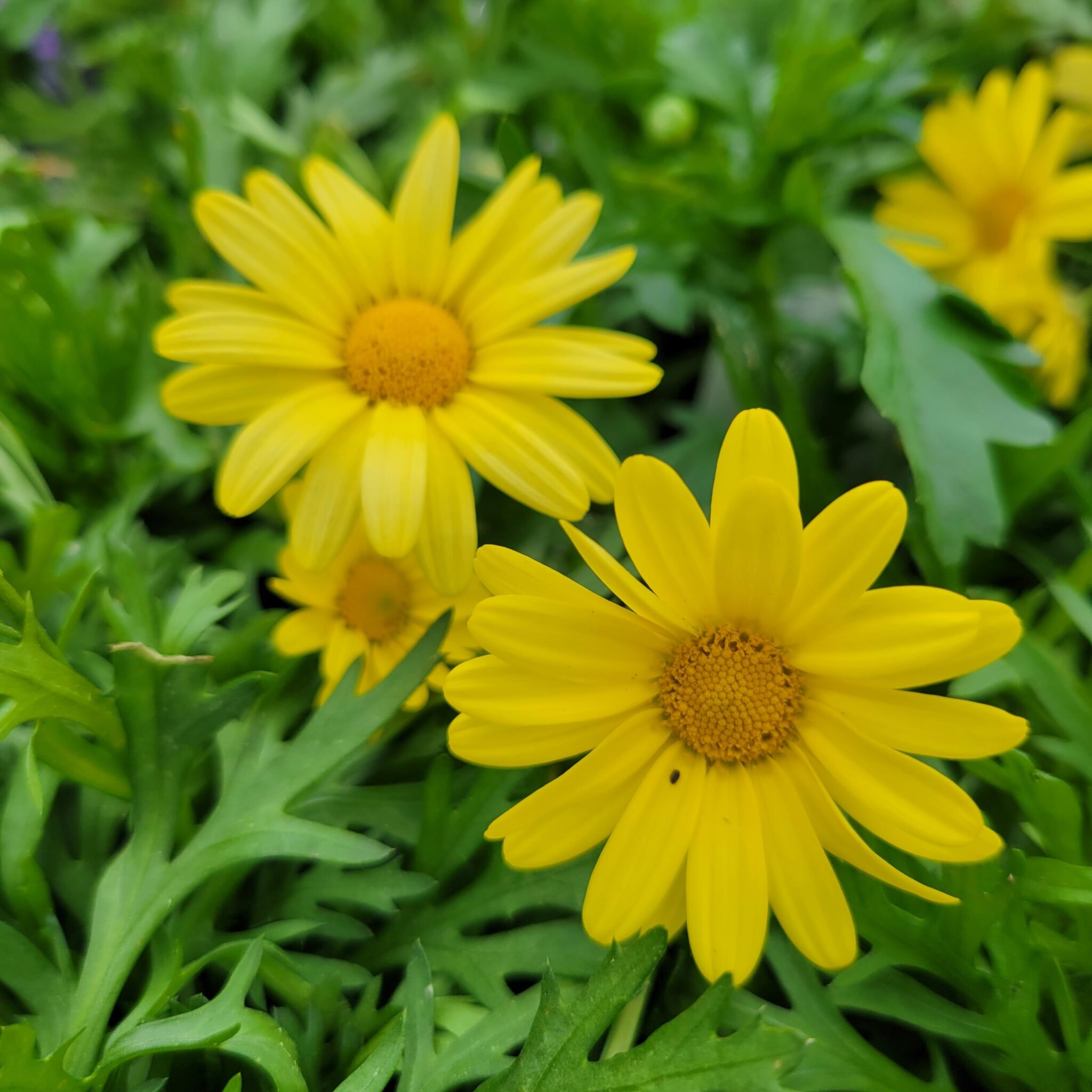 Marguerite daisy