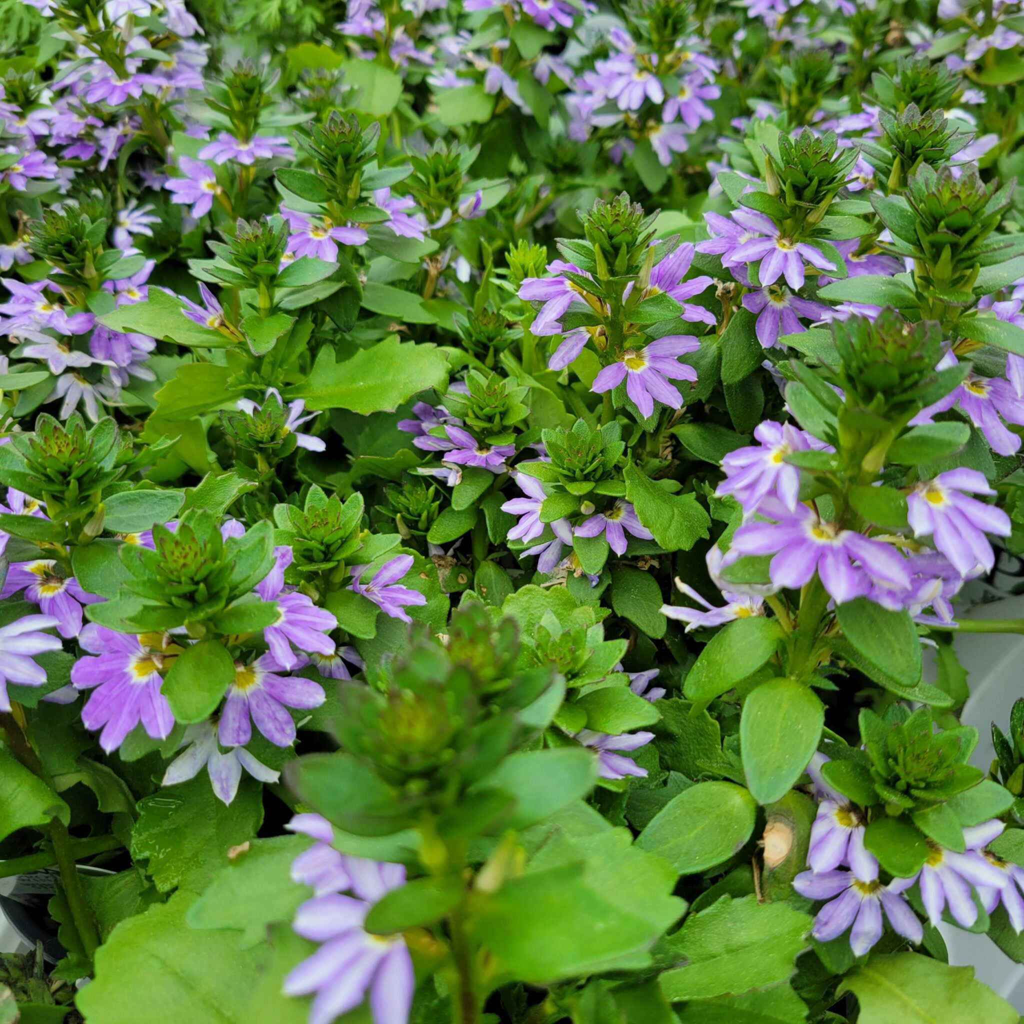 Purple Skaevola