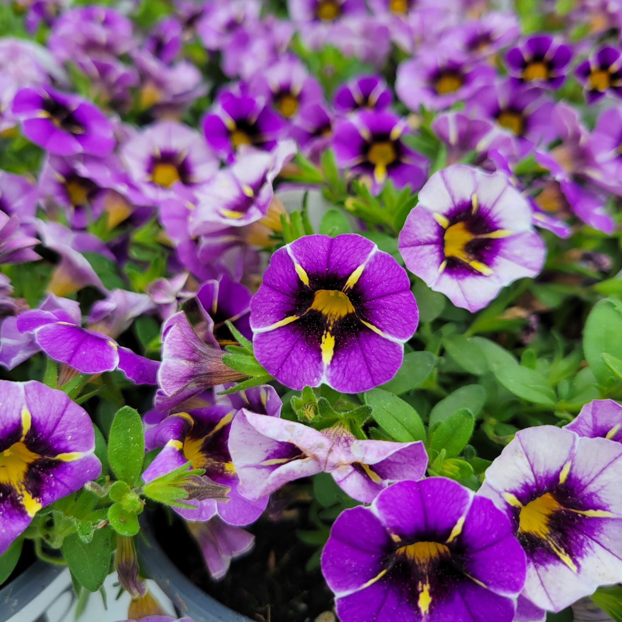 Purple Calibrachoa Purple Calibrachoa