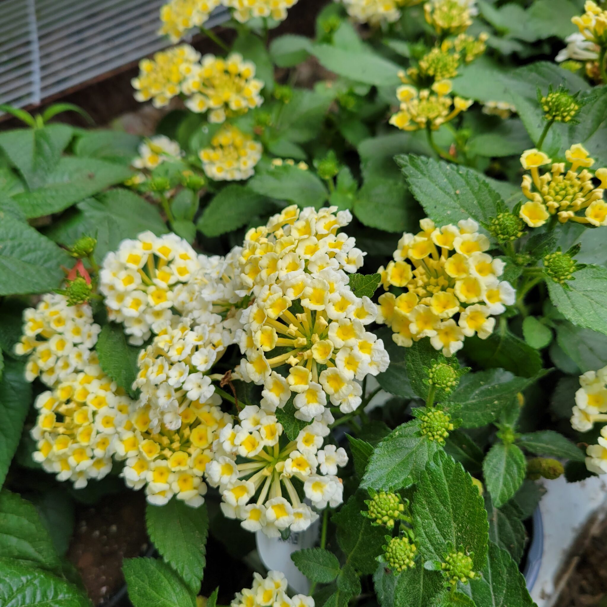 Lantana